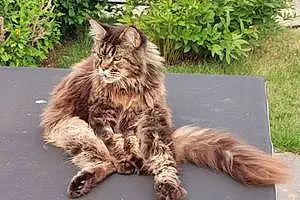 Nom Maine Coon Chat Jackson