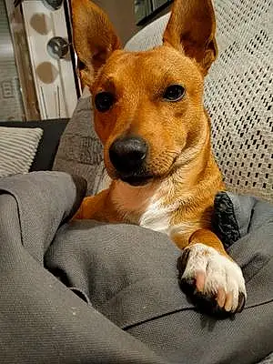 Jack Russell Chien Simba