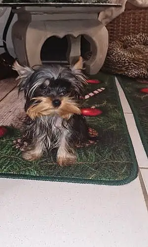 Yorkshire Terrier Chien Browny