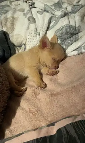 Nom Chihuahua Chien Foxy