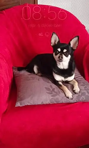 Nom Chihuahua Chien Chanel
