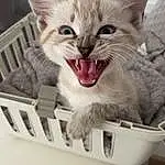 Chat, Felidae, Carnivore, Jaw, Small To Medium-sized Cats, Gesture, Moustaches, Sourire, Bâillement, Museau, Patte, Domestic Short-haired Cat, Fang, Fenêtre, Poil, Griffe, Légende de la photo, Box, Terrestrial Animal, Drawer