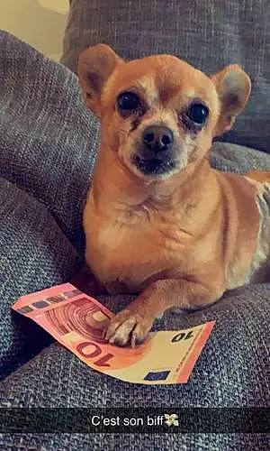 Nom Chihuahua Chien Kooky