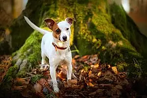 Jack Russell Chien Zoe