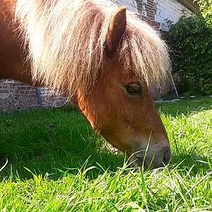 Nom Shetland Pony Cassis