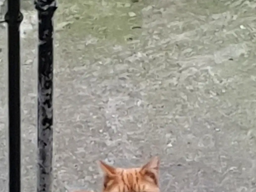 Chat, Felidae, Carnivore, Road Surface, Small To Medium-sized Cats, Faon, Arbre, Asphalt, Bois, Moustaches, Museau, Queue, Road, Trunk, Domestic Short-haired Cat, Poil, Terrestrial Animal, Sidewalk, Street