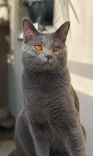 Nom Chartreux Chat Bouly