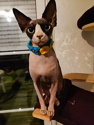 Sphynx Chat Perle