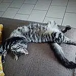 Chat, Small To Medium-sized Cats, Felidae, Carnivore, Grey, Moustaches, Comfort, Queue, Domestic Short-haired Cat, Poil, Terrestrial Animal, Patte, Griffe, Hardwood, Sieste, Race de chien, Room