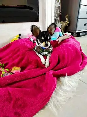 Nom Chihuahua Chien Chupa