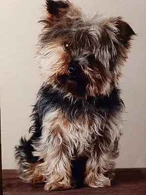 Nom Yorkshire Terrier Chien Chabal