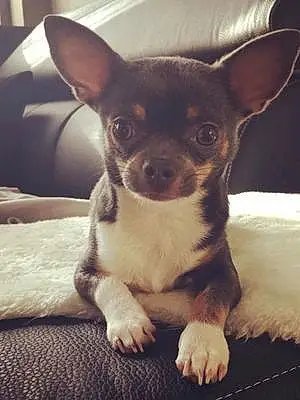 Nom Chihuahua Chien Pablo
