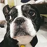 Chien, Race de chien, Carnivore, Working Animal, Moustaches, Chien de compagnie, Faon, Boston Terrier, Museau, Canidae, Bouledogue, Poil, Terrestrial Animal, Collar, Non-sporting Group, Chiots, Eyewear, Working Dog, Toy Dog