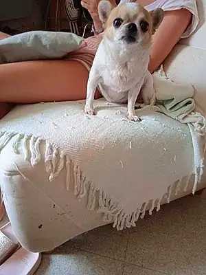 Nom Chihuahua Chien Jess