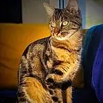Chat, Yeux, Felidae, Carnivore, Small To Medium-sized Cats, Moustaches, Iris, Museau, Rectangle, Terrestrial Animal, Queue, Poil, Domestic Short-haired Cat, Patte, Assis, Darkness, Griffe, LÃ©gende de la photo, Square