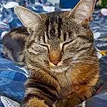Chat, Yeux, Felidae, Carnivore, Small To Medium-sized Cats, Moustaches, Comfort, Museau, Herbe, Poil, Domestic Short-haired Cat, Event, Griffe, Sieste, Patte, Terrestrial Animal, Sleep, Assis