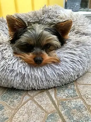 Yorkshire Terrier Chien Snoopy