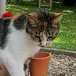 Chat, Plante, Felidae, Flowerpot, Carnivore, Small To Medium-sized Cats, Moustaches, Herbe, Museau, Queue, Poil, Domestic Short-haired Cat, Houseplant, Cat Supply, Patte, Arbre, Drinking, Soil, Bois, Griffe