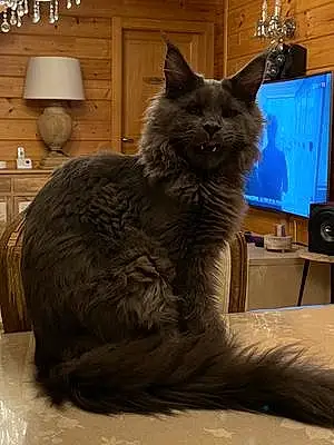 Maine Coon Chat Ultime Blue