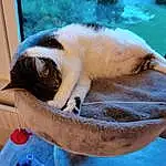 Chat, Bleu, Fenêtre, Comfort, Felidae, Carnivore, Textile, Pet Supply, Cat Supply, Small To Medium-sized Cats, Faon, Moustaches, Queue, Museau, Bois, Cat Bed, Poil, Domestic Short-haired Cat, Sieste, Collar