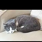 Chat, Felidae, Carnivore, Small To Medium-sized Cats, Grey, Comfort, Moustaches, Queue, Museau, Patte, Domestic Short-haired Cat, Griffe, Poil, Metal, Cat Supply, LÃ©gende de la photo, Sieste, Assis, Chats noirs