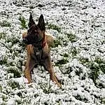 Chien, Plante, Neige, Race de chien, Carnivore, Faon, Working Animal, Herbe, Chien de compagnie, Groundcover, Museau, Freezing, Herding Dog, Hiver, Queue, Terrier, Canis, Canidae, Working Dog
