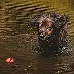 Eau, Chien, Carnivore, Liquid, Race de chien, Working Animal, Chien de compagnie, Baballe, Museau, Reflection, Lake, Wave, Canidae, Retriever, Guard Dog, Working Dog, Darkness, Circle