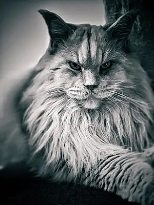 Maine Coon Chat Nono