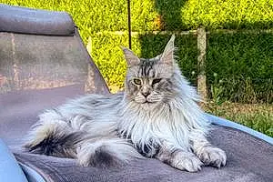 Nom Maine Coon Chat Jelly