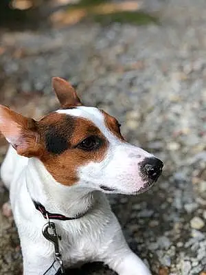 Nom Jack Russell Chien Lanzo