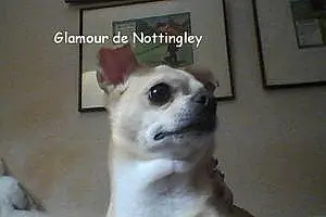 Nom Chihuahua Chien Glamour
