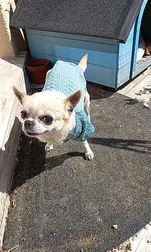 Nom Chihuahua Chien Gaby