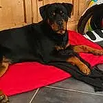 Chien, Carnivore, Race de chien, Faon, Chien de compagnie, Rottweiler, Dog Supply, Comfort, Working Animal, Museau, Dog Collar, Guard Dog, Poil, Carmine, Canidae, Working Dog, Moustaches, Borador, Queue