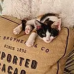 Chat, Felidae, Carnivore, Comfort, Small To Medium-sized Cats, Faon, Moustaches, Bois, Museau, Linens, Font, Domestic Short-haired Cat, Poil, Queue, Patte, LÃ©gende de la photo, Packaging And Labeling, Herbe