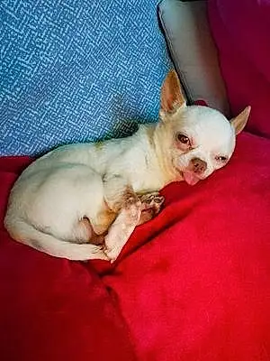 Chihuahua Chien Idéfix