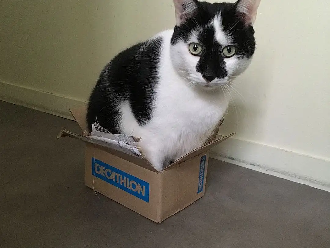 Chat, Carnivore, Felidae, Small To Medium-sized Cats, Moustaches, Queue, Museau, Box, Pedestal, Domestic Short-haired Cat, Pet Supply, Poil, Patte, Room, Packaging And Labeling, Hardwood, Cat Supply, Cardboard