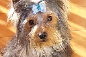 Nom Yorkshire Terrier Chien Engy