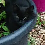 Plante, Chat, Felidae, Carnivore, Small To Medium-sized Cats, Moustaches, Herbe, Flowerpot, Groundcover, Museau, Chats noirs, Queue, Domestic Short-haired Cat, Terrestrial Animal, Poil, Annual Plant, Pet Supply, Shrub, Herb, Arbre
