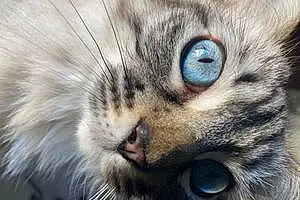 Nom Ojos Azules Chat Mya