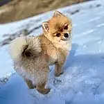 Chien, Neige, Race de chien, Carnivore, Faon, Chien de compagnie, Spitz, Museau, Queue, Hiver, Freezing, Canidae, Poil, Working Animal, Terrestrial Animal, Toy Dog, Playing In The Snow, Slope