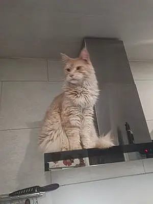 Nom Maine Coon Chat Isidore