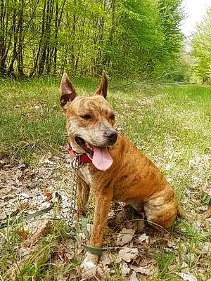 American Staffordshire Terrier Chien Lilou
