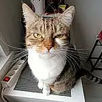 Chat, Carnivore, Felidae, Small To Medium-sized Cats, Pet Supply, Moustaches, Box, Personal Computer, Cardboard, Domestic Short-haired Cat, Comfort, Poil, Assis, Home Appliance, Patte, Laptop, Paper Product, Queue