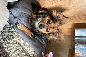 Nom Chihuahua Chien Choco
