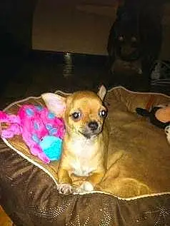 Nom Chihuahua Chien Henzo