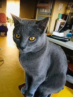 Chartreux Chat Tokyo