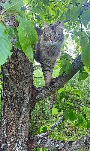 Nom Chat Des Forêts Norvégiennes Chat Hunter
