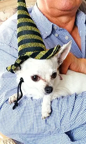 Chihuahua Chien Chloé