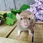 Rat, Mouse, Hamster, Muridae, Muroidea, Rodent, Gerbil, Moustaches, Pest, Dormouse, Faon, Plante, White Footed Mice, Fleur, White Footed Mouse