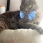Chat, Felidae, Carnivore, Small To Medium-sized Cats, Grey, Moustaches, Faon, Cat Supply, Comfort, Museau, Queue, Cat Bed, Poil, Chats noirs, Domestic Short-haired Cat, Cat Furniture, Bleu russe, Patte, Assis, Pet Supply